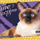 2026 Upper Deck Feline Collection Hobby (Presell)